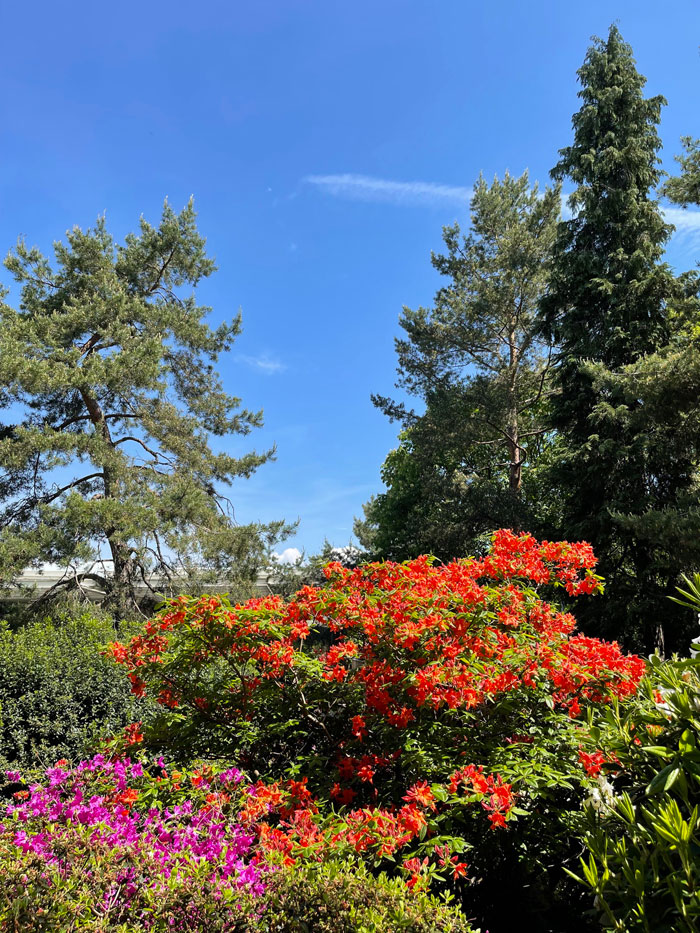 Blühende Rhododendren in rot und orchidpink im Park der Fondation Beyeler